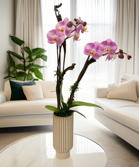 Double-Stemmed Phalaenopsis Orchid