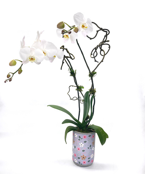 Double-Stemmed Orchid Phalaenopsis 4