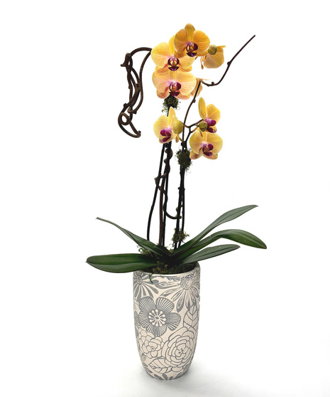 This double-stemmed orchid in a ceramic pot showcases two elegant stems with vibrant blooms, bringing a sophisticated and eye-catching touch to any space.