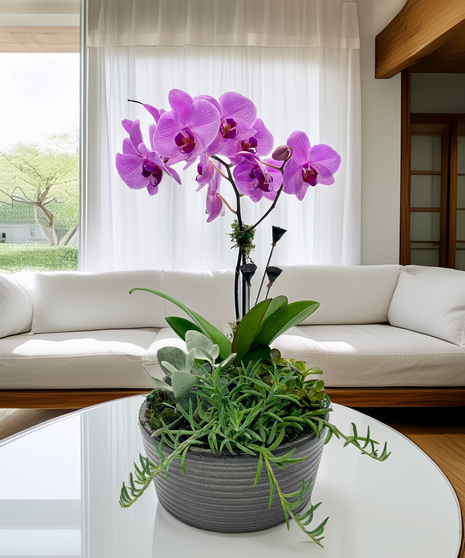 Orchid Garden - elegance in bloom