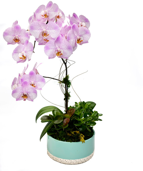 Orchid Garden