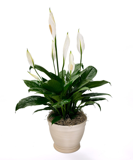 Gainan's Plant Peace Lily