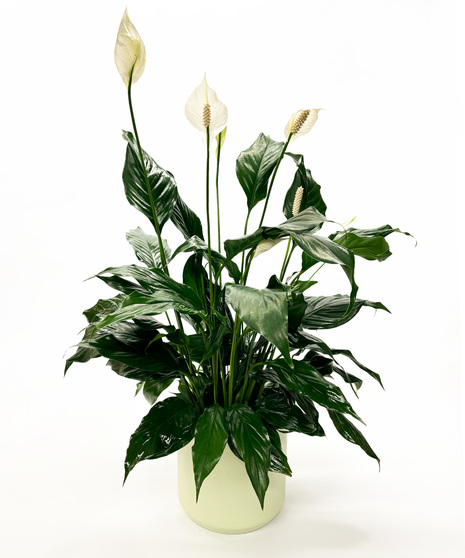 Gainan's Plant Peace Lily