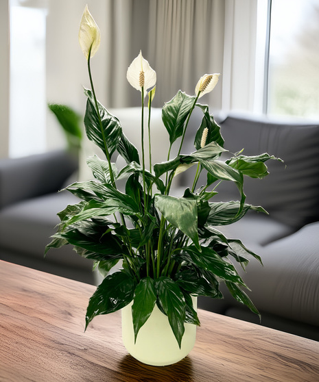 Gainan's Plant Peace Lily