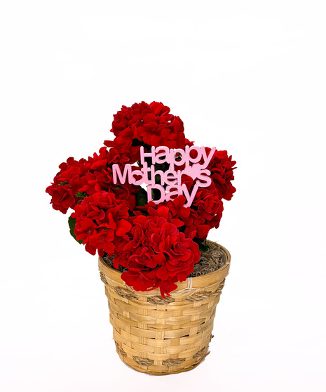 Single Geranium Planter