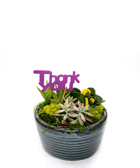 Succulent Garden