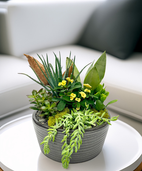 Succulent Garden - modern and timeless