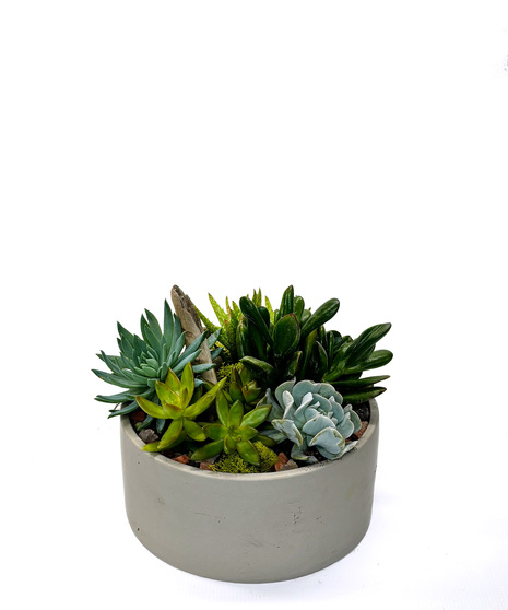 This Succulent Garden offers a mix of vibrant succulents planted in a decorative container, accented with natural wood, rocks, and soft moss. 