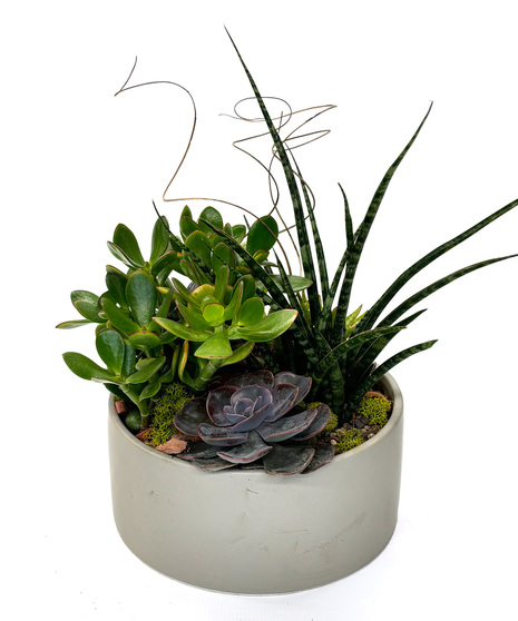 An easy-care succulent garden 
