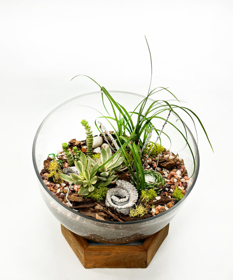 Succulent Garden in Glass Bowl with Wooden Stand - Modern, natural beauty for any space
