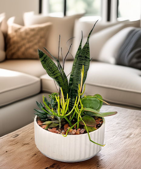 Unique succulent plants are planted in a contemporary gray ceramic bowl. 