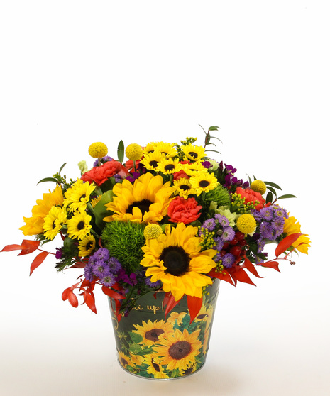 Sunflower Fields - send a burst of autumn sunshine with every bloom