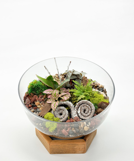 Terrarium in Glass Bowl with Wooden Stand - A miniature world of greenery and style