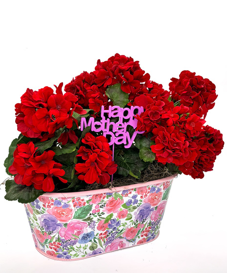 Triple Geranium Planter
