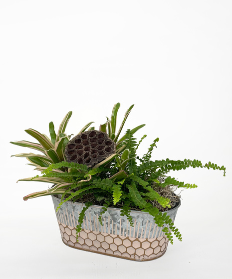 Send a hint of the tropics with this garden of a unique bromeliad and a fern planted in an oblong, metal tin with intriguing patterns.  Easy-care and long-lasting.